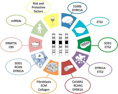 Ten Reasons Why People With Down Syndrome are Protected From the Development of Most Solid Tumors -A Review